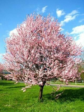 Slivoň trešňoplodá Pissardova, výška kmínku 200/220 cm, v květináči Prunus cerasifera Pissardii